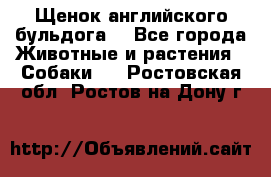 Щенок английского бульдога  - Все города Животные и растения » Собаки   . Ростовская обл.,Ростов-на-Дону г.